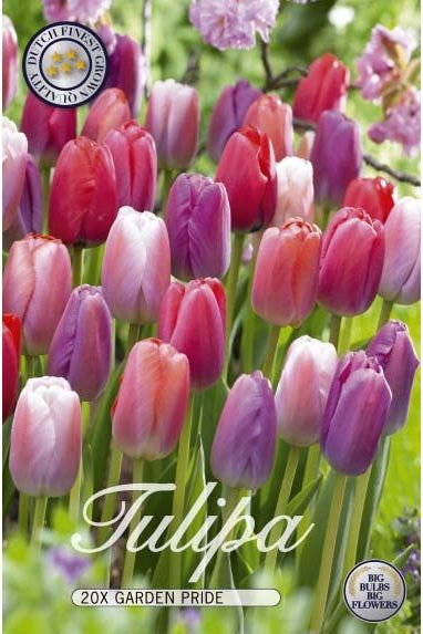 Tulip Garden Pride 20-pakning